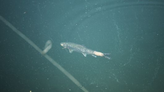 산천어 축제가 끝난 뒤인 지난해 3월 화천천에서 관찰된 산천어 모습. 머리·꼬리 등 피부가 벗겨진 상태였다. 동물해방물결 제공