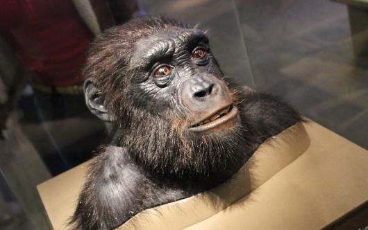 미국 국립스미소니언자연사박물관에 있는 사헬란트로푸스 차덴시스 복원 흉상. greyloch/Flickr