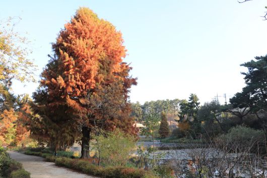 가을철 잎이 붉게 물든 낙우송의 모습. 천리포수목원 제공