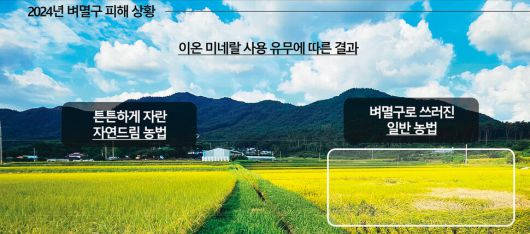 ‘이온미네랄’을 농사에 사용했을 때 식물에 필요한 양분이 늘어날 뿐만 아니라 면역력도 키우게 된다. 이에 따라 2024년 자연드림솔트로드에서 생산한 이온미네랄을 공급한 농지의 벼는 벼멸구 피해가 없었지만, 일반농법으로 농사지은 주변의 벼는 벼멸구 피해를 크게 입은 모습이 전국 곳곳에서 눈에 띄었다.