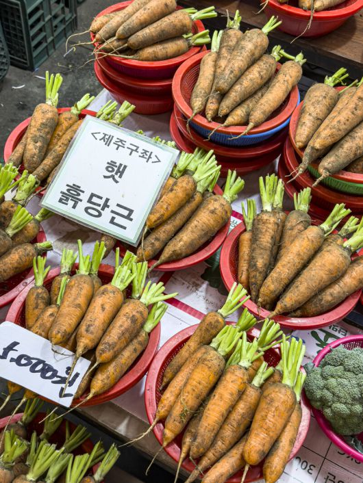 제주 화산토에서 자란 당근. 최갑수 제공
