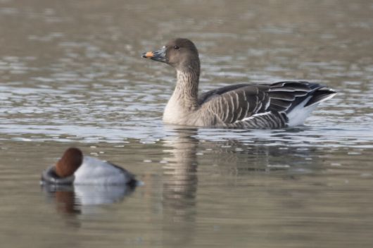 이날 굴포천에서는 멸종위기 야생생물 2급 큰기러기도 찾아와 휴식을 즐겼다. 윤순영 제공