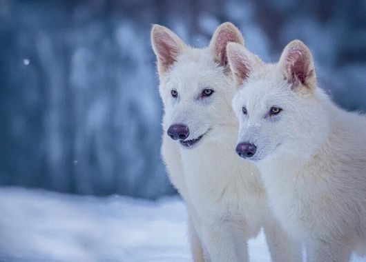 1만3천년 전 멸종된 늑대 ‘다이어 울프’의 일부 유전자를 갖고 태어난 늑대들. 생후 3개월 시점에 찍은 사진이다. 콜로설 바이오사이언스 제공