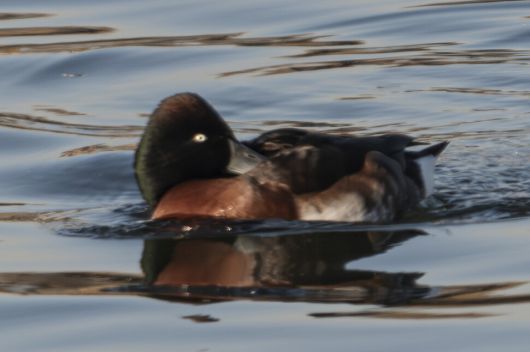 전 세계 개체 수가 1000마리 이하로 추정되는 멸종위기 조류 붉은가슴흰죽지가 지난 1월6일 인천 굴포천에서 관찰됐다. 윤순영 제공