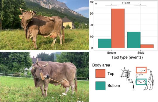 소 ‘베로니카’는 솔이 달린 브러시의 끝 부분을 몸의 위쪽에 사용하고 유방이나 배 등 아래쪽 좀 더 민감한 부분에는 손잡이 부분을 이용했다. 오수나-마스카로/비엔나대 제공