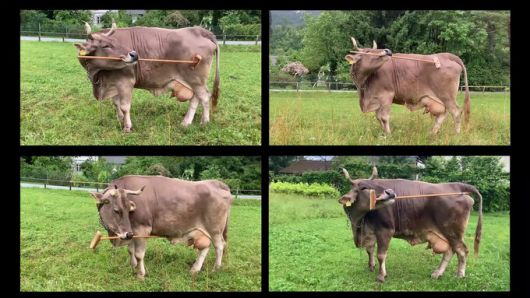 소 ‘베로니카’는 솔이 달린 브러시의 끝 부분을 몸의 위쪽에 사용하고 유방이나 배 등 아래쪽 좀 더 민감한 부분에는 손잡이 부분을 이용했다. 오수나-마스카로/비엔나대 제공