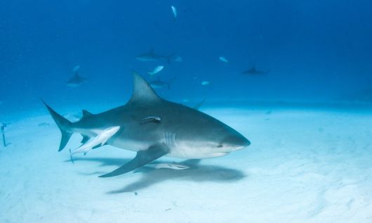 황소상어 이미지. 게티이미지뱅크