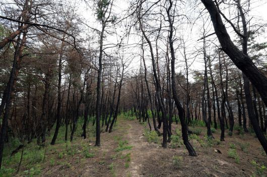 2025년 3월 역사상 최대의 산불이 일어난 경북 의성군의 한 소나무숲이 까맣게 탔다. 정용일 선임기자 yongil@hani.co.kr