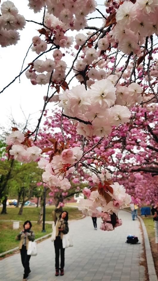 한국일보