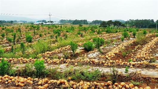 한국일보