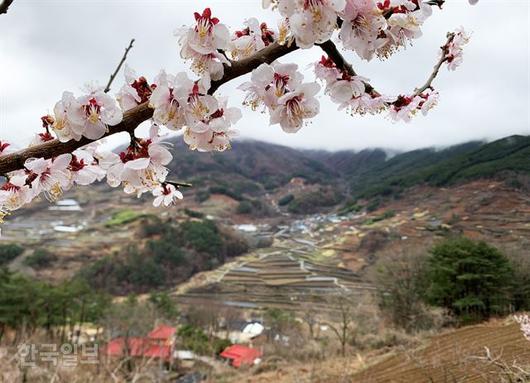 한국일보