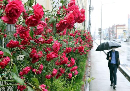 한국일보