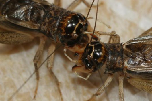 탈귀뚜라미 수컷 2마리가 서로 다투고 있다. 국립생물자원관 김태우 동물자원과 환경연구사 제공