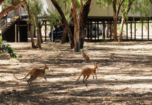 평균 키 1m, 몸무게 20kg인 왈라비는 시속 48km까지 달릴 수 있다. 우사인 볼트와 달리기를 겨뤄도 승리다. ⓒ강미승