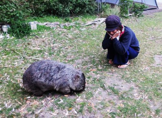 풀을 뜯어 먹는 속도가 게이머의 타자 속도급. 야생동물이 다가오면 반사적으로 도망가게 되는데, 웜뱃은 자꾸만 다가가고 싶은 마력을 지녔다. ⓒ강미승