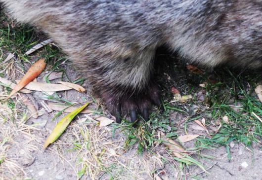 캠핑장에서 텐트에 음식을 두면 웜뱃이 구멍을 낼 수 있다는 경고문을 보았다. 발톱이 길고 터프하다. ⓒ강미승