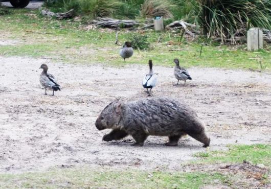 몸길이는 최대 120cm. 인간 따위 신경 쓰지 않는 작은 곰 같다. 혹시나 습격에 대비해 우리는 캠핑카 문을 완고히 닫았다. ⓒ강미승