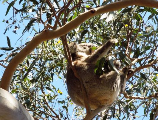 하루에 고작 2~4시간 깨어 있는 코알라를 보는 행운. '물이 없다'는 뜻의 코알라는 식물로 수분을 섭취한다. ⓒ강미승