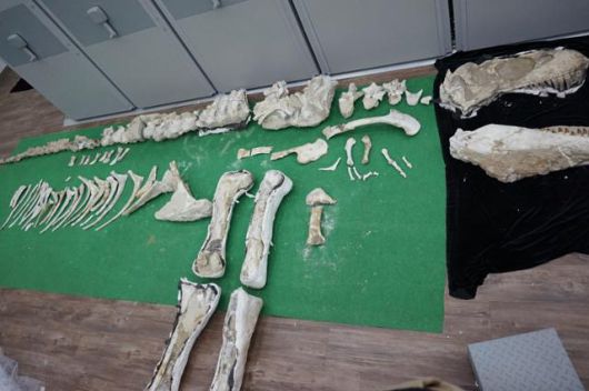 바타르 화석은 머리부터 꼬리까지 거의 전 부위의 뼈화석이 그대로 남아 있고 보존 상태가 매우 우수해 연구 및 전시 가치가 매우 높은 화석으로 평가된다. 권순철 전 대검 국제협력단장 제공