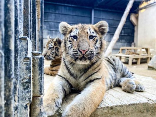 올해 4월 태어난 시베리아 아기 호랑이가 서울대공원 동물사에서 머물고 있다. 서울대공원 제공