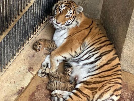 올해 5월 시베리아 아기 호랑이 세 마리가 엄마 호랑이 '펜자' 품에 있다. 서울대공원 제공