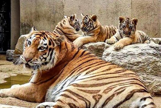올해 7월 시베리아 아기 호랑이 세 마리와 엄마 호랑이 펜자가 함께 있다. 서울대공원 제공