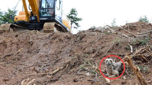 개발로 인해 서식지를 송두리째 잃은 수리부엉이 새끼. 충남야생동물구조센터 제공