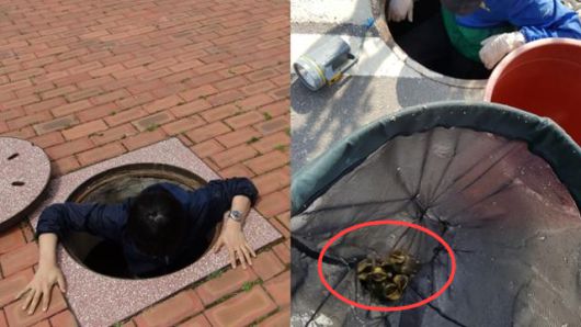 김봉균 충남야생동물구조센터 재활관리사가 집수정에 빠져 고립된 흰뺨검둥오리 새끼들을 구조하고 있다(왼쪽 사진). 오른쪽 사진은 구조된 흰뺨검둥오리 새끼들. 충남야생동물구조센터 제공