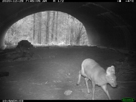 전북 장수군에 설치된 한 생태통로를 이용하는 고라니의 모습이 감시카메라에 촬영됐다. 우동걸 연구원 제공