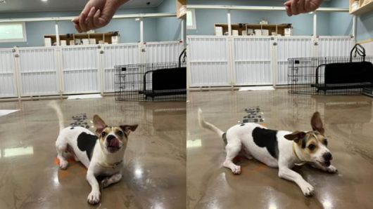 간식 앞에서 활발한 모습을 보이고 있는 태풍이. 팅커벨프로젝트 제공