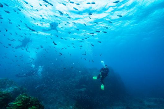 경북 울릉군 바다는 물이 맑고 수심이 깊어 다이빙 성지로 꼽힌다. 울릉군 제공