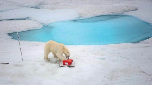 관측 장비가 신기한지 배 근처로 다가온 북극곰이 관측 장비들을 뒤지고 있다. 북극 탐험에서 북극곰은, 특히 극야 시기 북극곰은 경계 대상 1호다. 동아시아 제공