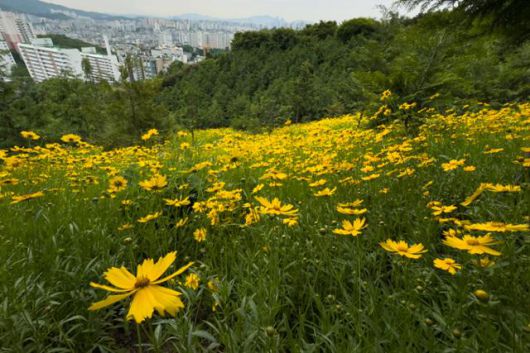 편백이 활착에 실패한 자리마다 큰금계국이 공백을 메우고 있다. 국립생태원은 지난 2018년에 외래종 식물 위해성 평가에서 큰금계국을 2급으로 판정했다.