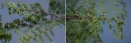 봉산 동쪽 사면에 식재된 편백나무들의 가지마다 동그란 열매가 열려 있다.