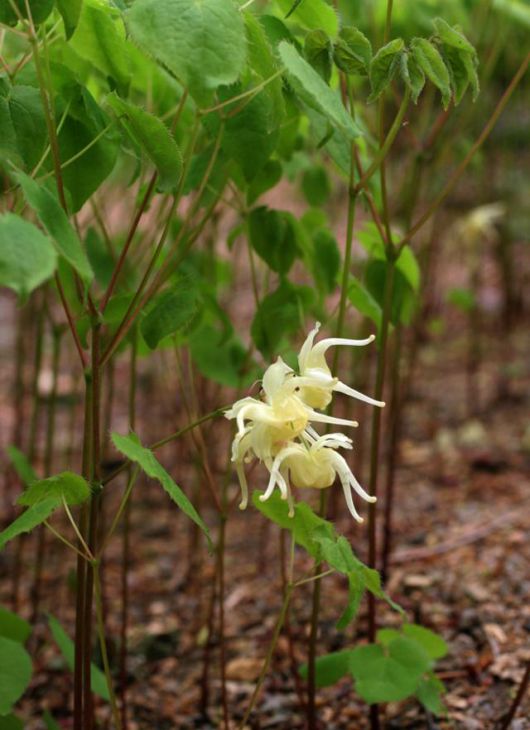 삼지구엽초 꽃과 잎