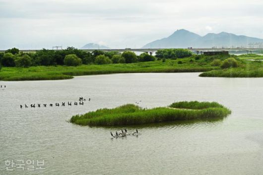 을숙도 낙동강하구에코센터 바로 앞에 가마우지가 무리 지어 쉬고 있다.