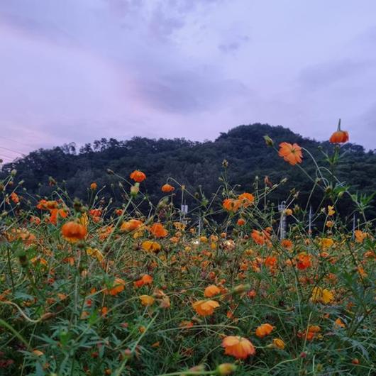 한국일보