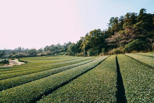 한국일보