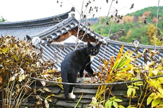 한국일보