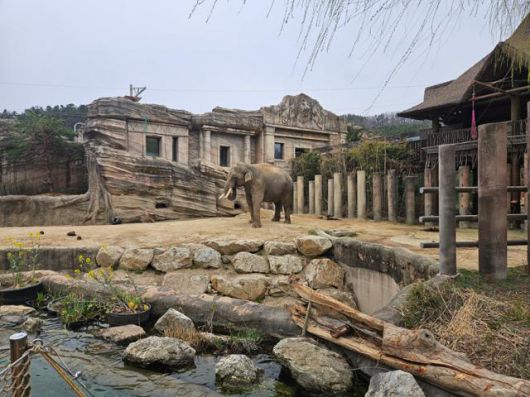 2일 에버랜드 '리버 트레일 어드벤처'에서 만난 코끼리 '코식이'. 용인=박준석 기자