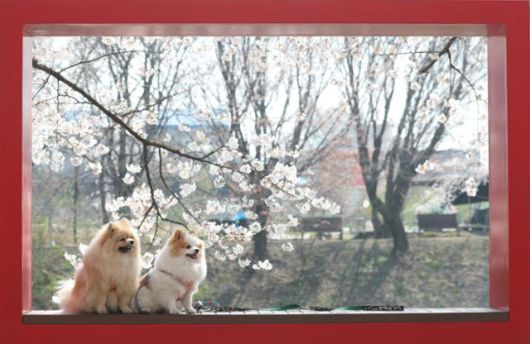 완연한 봄 날씨를 보였던 10일 경기 수원시 권선구 황구지천 일대에 벚꽃이 만개해 있다. 이번 주말부터는 전국에 요란한 비가 예보돼, 야외 나들이를 가기에는 좋지 않겠다. 뉴스1