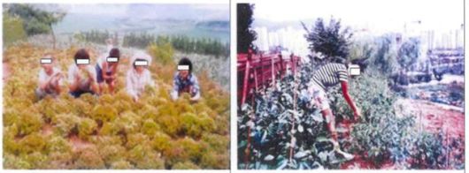 덕성원에 강제수용된 원생들이 밭에서 일을 하고 있다. 진실·화해를위한과거사정리위원회 제공