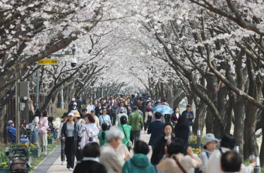 완연한 봄 날씨를 보인 10일 경기 수원 권선구 황구지천 일대에서 나들이를 하는 시민들이 만개한 벚꽃을 감상하며 길을 걷고 있다. 수원=뉴스1
