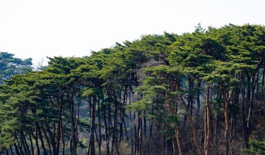 충남 서산시 용현리 야산에 곧게 뻗은 소나무 군락이 있다.