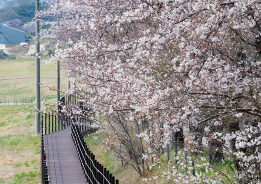 충남 서산시 서산한우목장 웰빙산책로 옆에 벚꽃이 피어 있다.