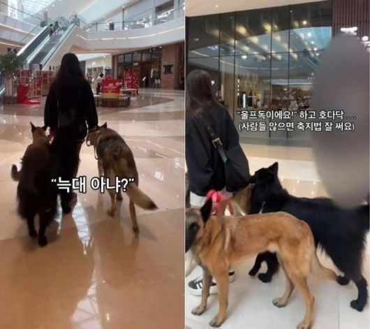 최근 여러 온라인 커뮤니티에 게시된 '대형견 3마리 데리고 대형 복합 쇼핑몰 산책한 여자'라는 제목의 게시물. 온라인 커뮤니티 캡처