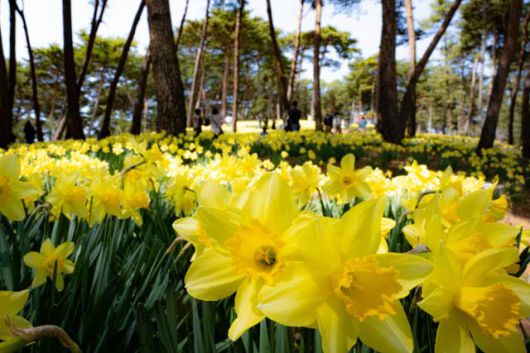 유기방가옥 뒷산의 수선화가 만개했다.