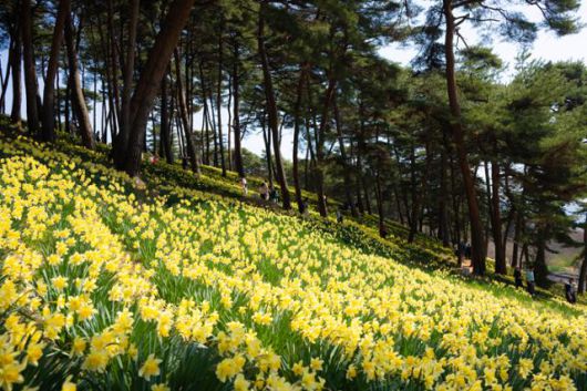 충남 서산시 유기방가옥의 수선화 언덕이 제철을 맞아 노랗게 물들었다.