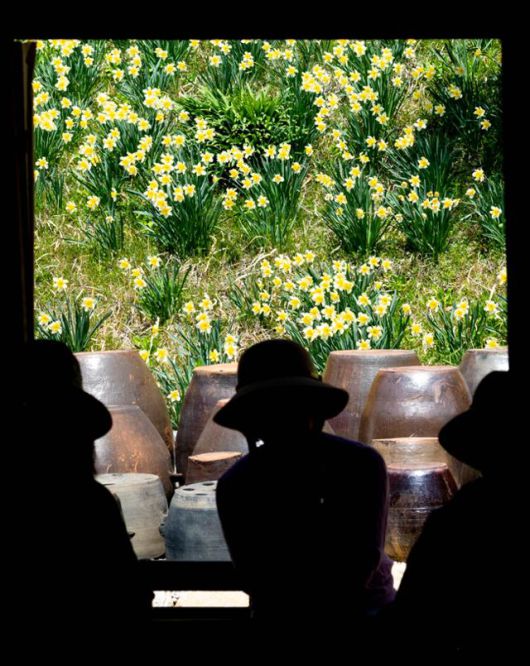 유기방가옥 안채 창을 통해 장독과 수선화가 액자처럼 담겨 있다.