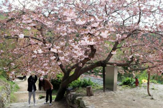 충남 서산시 운산면 개심사. 연합뉴스